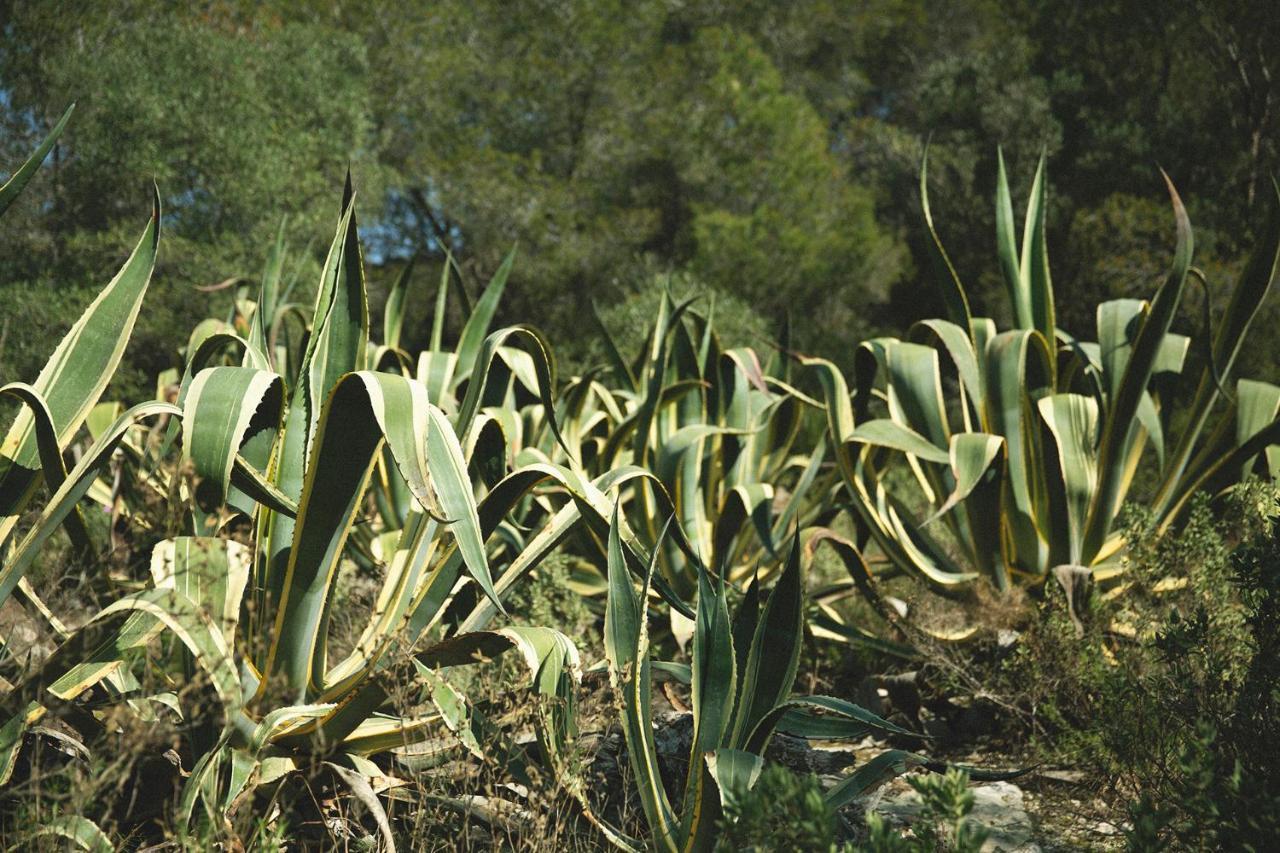 Masia Bartomeu Rural House Between Vineyards 2Km From The Beach El Vendrell Exteriér fotografie