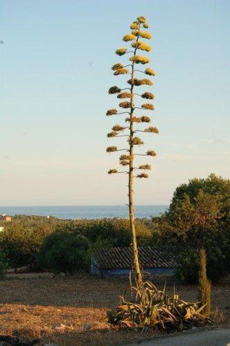 Masia Bartomeu Rural House Between Vineyards 2Km From The Beach El Vendrell Exteriér fotografie